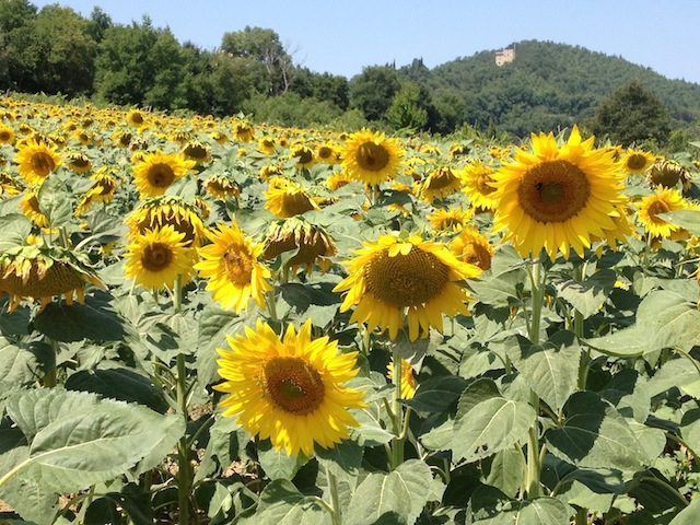 "Sunflowers in Umbria"